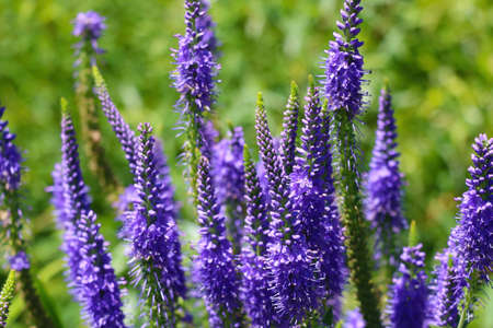 Beautiful flowers of lupine blooms in the meadowの写真素材