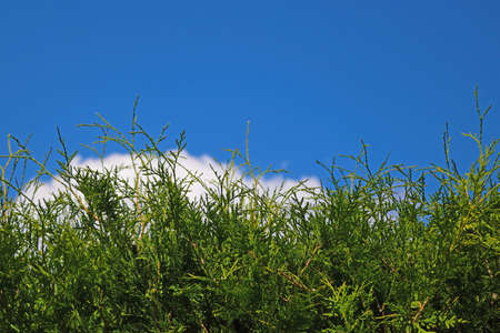 Young green juniper against blue sky in spring or summerの写真素材