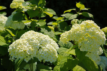 Beautiful hydrangea flowers bloom in the garden in springの写真素材