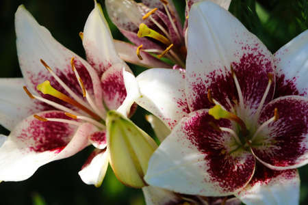 Beautiful lily flowers bloom in the garden in springの写真素材