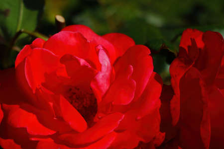 Dark red rose blooms in spring in the parkの写真素材
