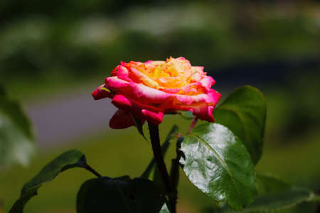 Dark red rose blooms in spring in the parkの写真素材