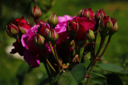 Dark red rose blooms in spring in the parkの写真素材