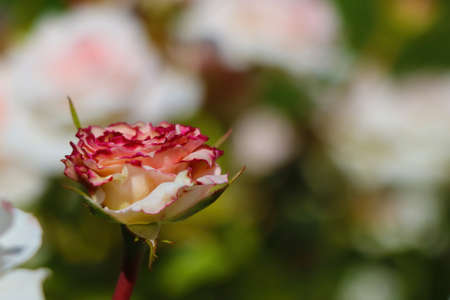 Blooming roses in the garden. The awakening of nature in spring after winterの写真素材