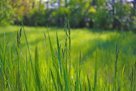 Green young grass grows in the park in springの写真素材