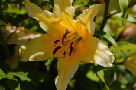 Large buds of blooming yellow lily in the gardenの写真素材