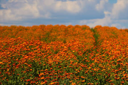 Blooming field of calendula on a sunny dayの写真素材