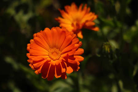Orange flower of calendula. A useful plant used in medicineの写真素材