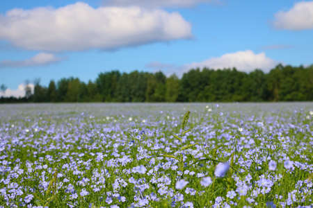 Bright blooming flax field on a spring sunny day