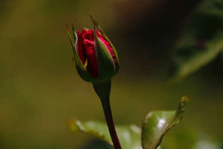 Close-up on young blooming buds of a garden roseの写真素材