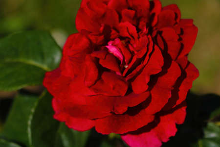 View of a beautiful blooming rose in the gardenの写真素材