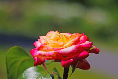 Beautiful bud of blooming rose in springの写真素材