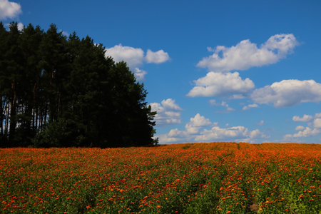 Orange blooming marigold field. A useful plant used in medicineの写真素材