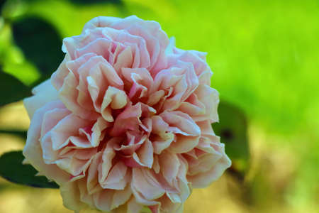 Beautiful bud of a blooming rose in the gardenの写真素材