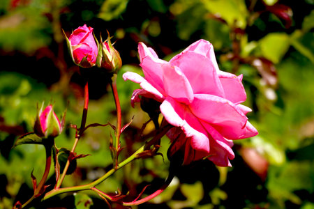 View of the beautiful blooming rosebuds in the gardenの写真素材