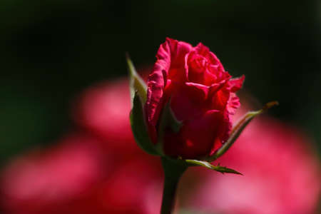 View of the beautiful blooming rosebuds in the gardenの写真素材