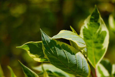 Beautiful green leaves of plants in the garden in springの写真素材