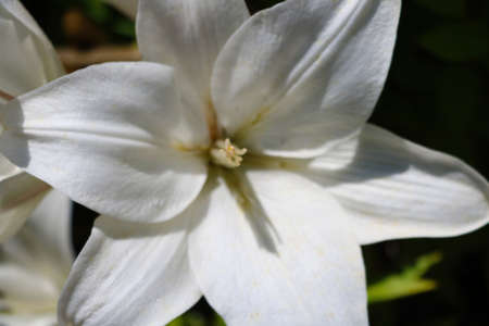 Beautiful blooming lily in the garden or parkの写真素材