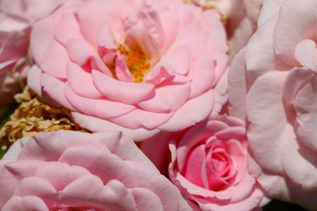 Blooming rose buds in a garden or park in springの写真素材