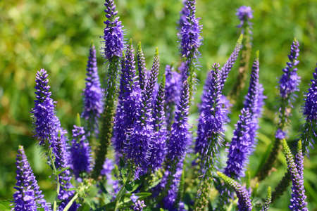 Beautiful flowers of lupine blooms in the meadowの写真素材