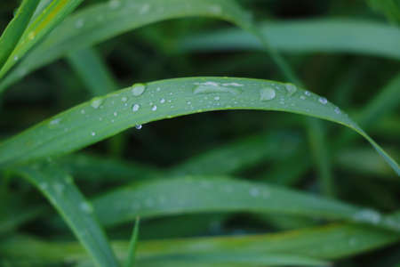 Dew or water drops on green grassの写真素材