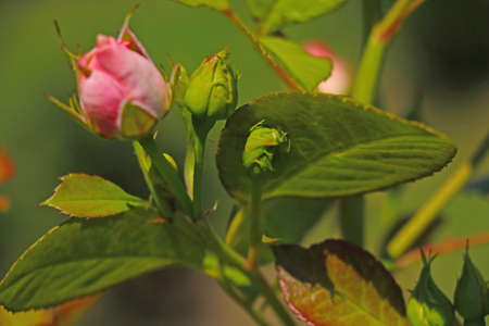 View of the beautiful blooming rosebuds in the gardenの写真素材