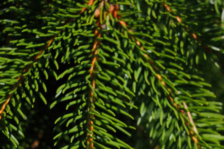 Beautiful green spruce branch in the forest. Backgroundの写真素材