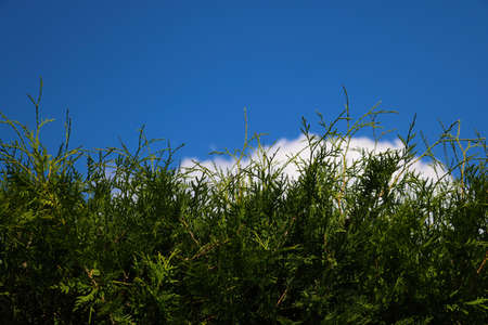 Green juniper against a blue sky in summer or springの写真素材
