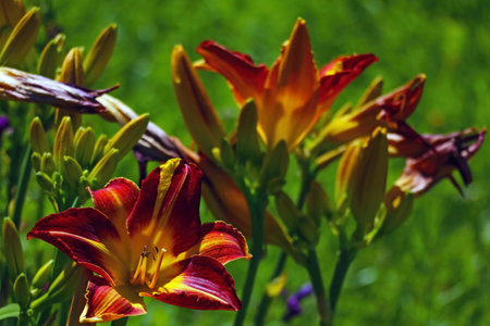 Beautiful blooming lily in the garden or parkの写真素材