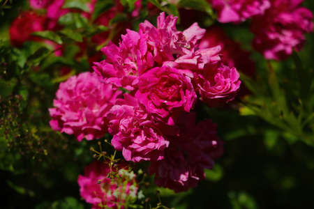 Blooming rose buds in a garden or park in springの写真素材
