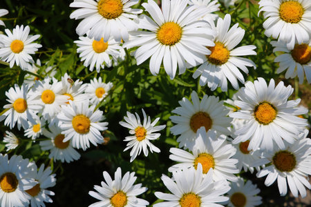 Nice view of white blooming daisies in the gardenの写真素材