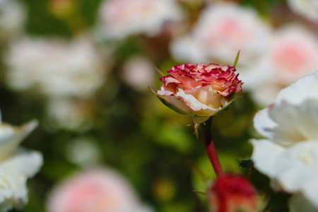 Beautiful blooming rose in the park in springの写真素材