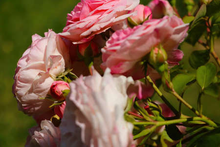 Blooming rosebuds in spring. Fragrant smell, natureの写真素材