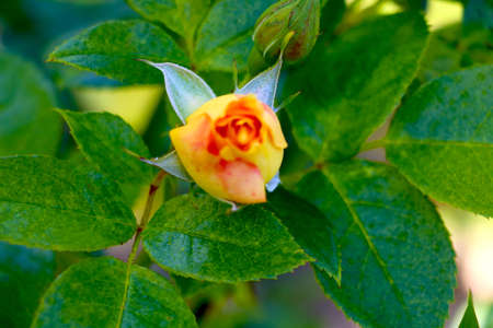 Beautiful blooming rose in the park in springの写真素材