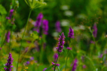 Beautiful flowers of lupine blooms in the meadowの写真素材