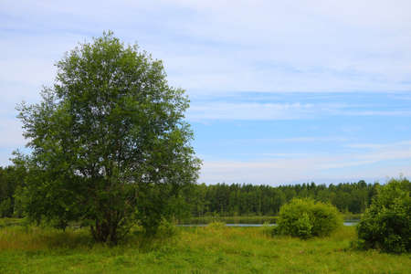 Nice view of a green tree near the lake and forestの写真素材