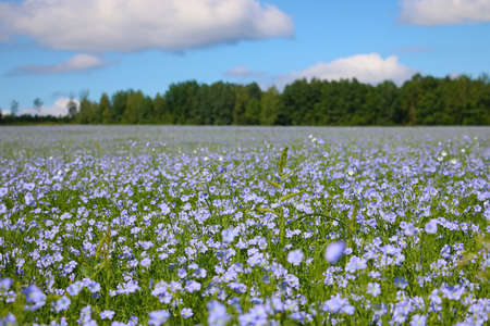 Beautiful blooming blue flax field in summerの写真素材