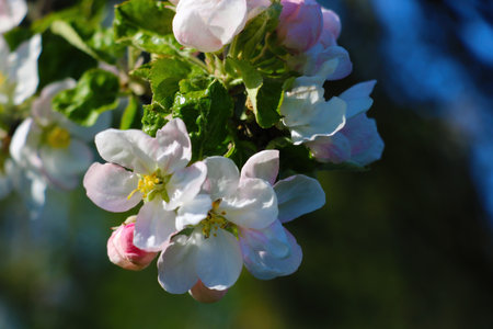 Beautiful flowering branch of apple tree in the garden in springの写真素材