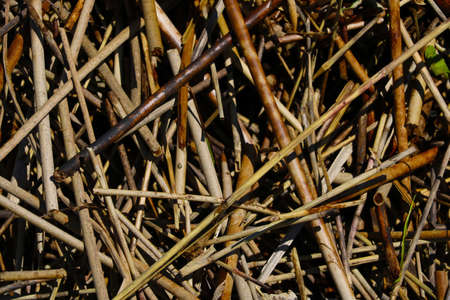 Top view of the ground with dry branches from the bushes