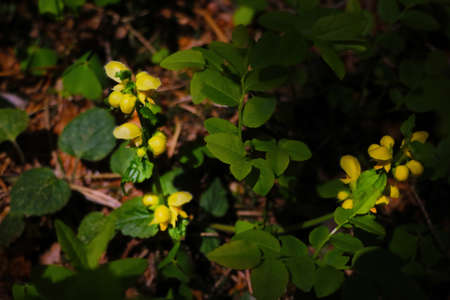 Beautiful young green plants in spring in the forest.
