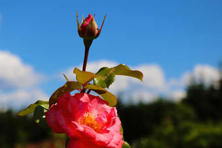 View of a beautiful red rose blooming in the gardenの写真素材