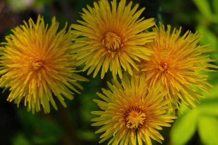 Bright yellow blooming dandelions in the spring meadowの写真素材