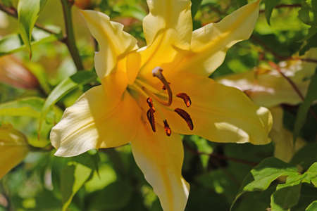 Beautiful blooming lily buds in the gardenの写真素材