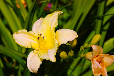 Beautiful blooming lily buds in the gardenの写真素材