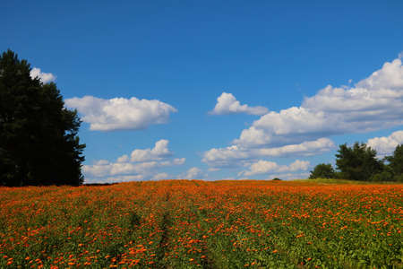 Beautiful orange field of calendula in summer. A useful plantの写真素材