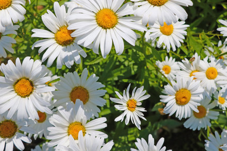 Close-up on blooming daisies. A useful plant used in medicine, cosmetologyの写真素材