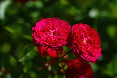 Close-up on a blooming red rose in the gardenの写真素材