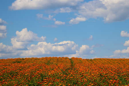 Beautiful orange field of calendula in summer. A useful plantの写真素材