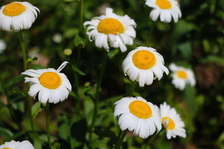 Close-up on blooming daisies. A useful plant used in medicine, cosmetologyの写真素材