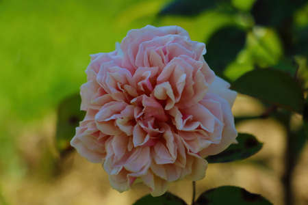 Blooming rose buds in the park on a sunny dayの写真素材